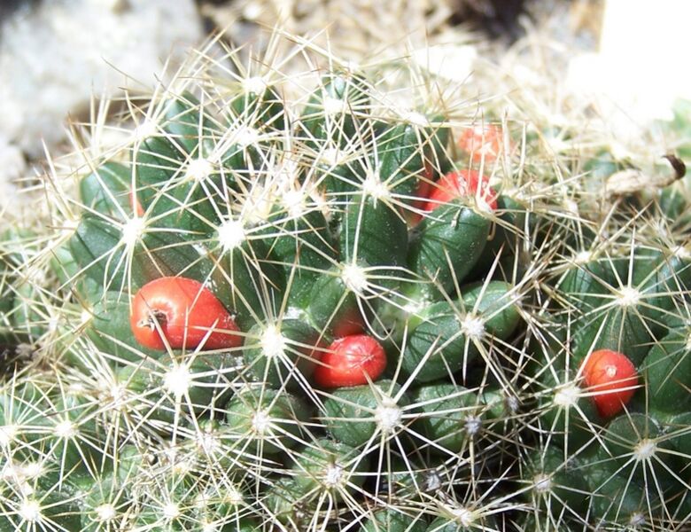 Fájl:Escobaria missouriensis subsp missouriensis-002.jpg