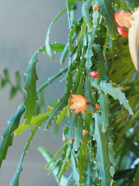 Fájl:Pfeiffera asuntapatensis.VZs 01.jpg