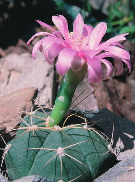 Fájl:Pozsgáslap 064-000.jpg