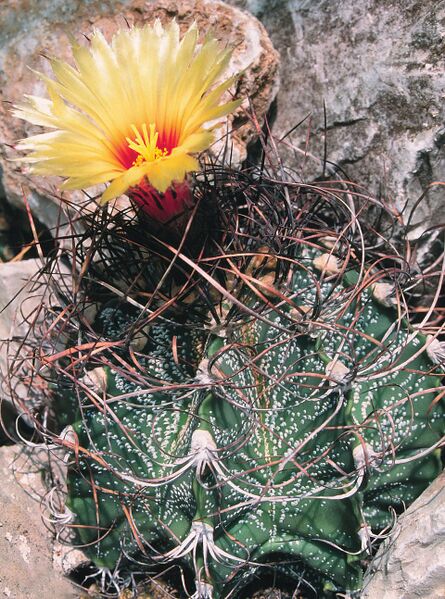 Fájl:Pozsgáslap 090-000.jpg