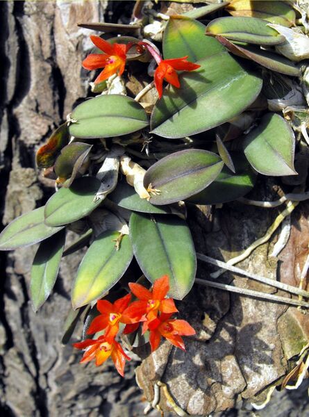 Fájl:Sophronitis cernua-0.jpg