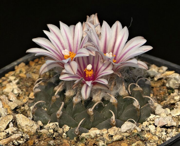 Fájl:T. schmiedickeanus andersonii.SzJ 03.jpg