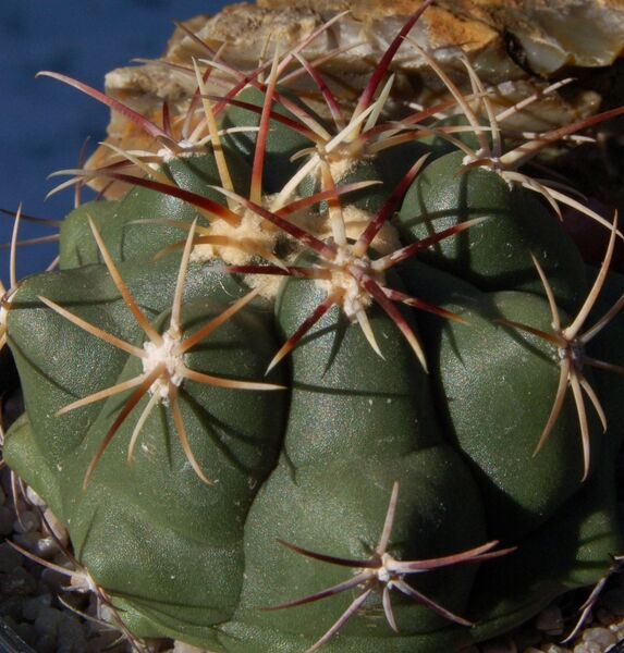 Fájl:Thelocactus heterochromus-3.jpg