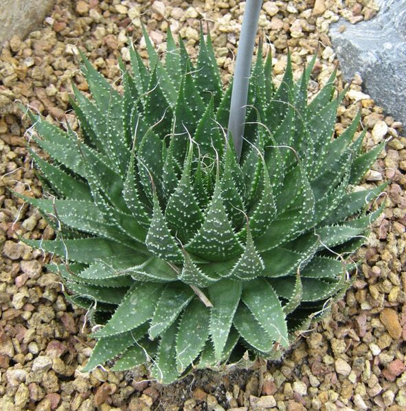 Fájl:Aloe aristata-001.jpg