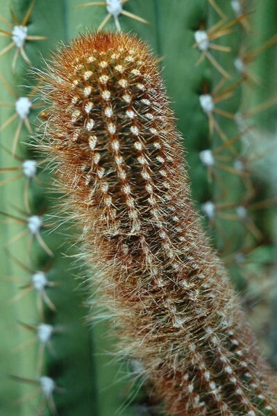 Fájl:Cleistocactus icosagonus-001.jpg