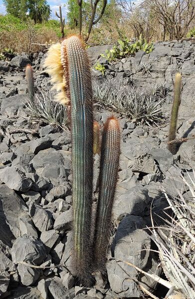 Fájl:Coleocephalocereus buxbaumianus subsp. flavisetus.RZ 01.jpg