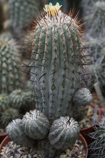 Fájl:Copiapoa cinerea subsp. columna-alba.HL 02.jpg