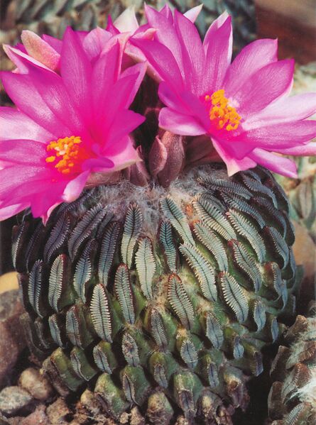 Fájl:Pozsgáslap 004-000.jpg