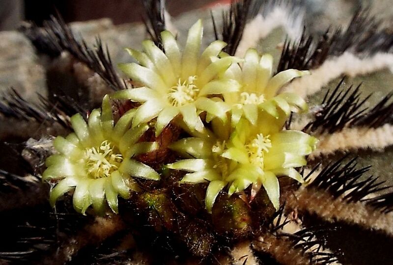 Fájl:Uebelmannia pectinifera pectinifera 01-2.jpg