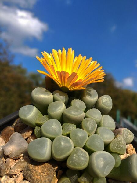 Fájl:Fenestraria aurantiaca.AGy 01.jpg