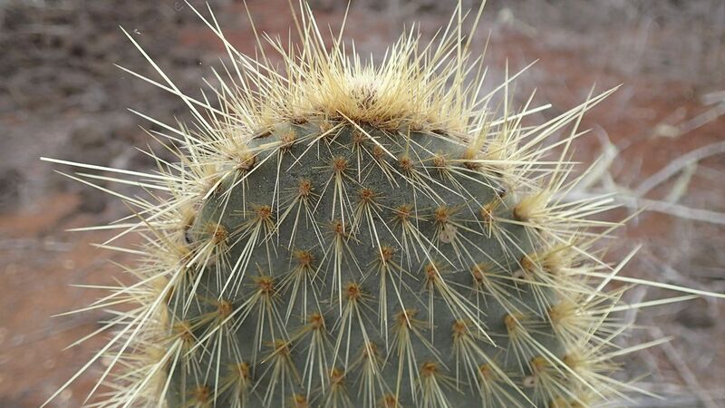 Fájl:Opuntia galapageia-002.jpg