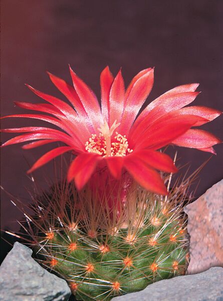 Fájl:Pozsgáslap 095-000.jpg