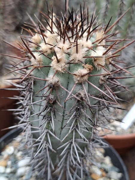 Fájl:Copiapoa atacamensis.HL 04.jpg