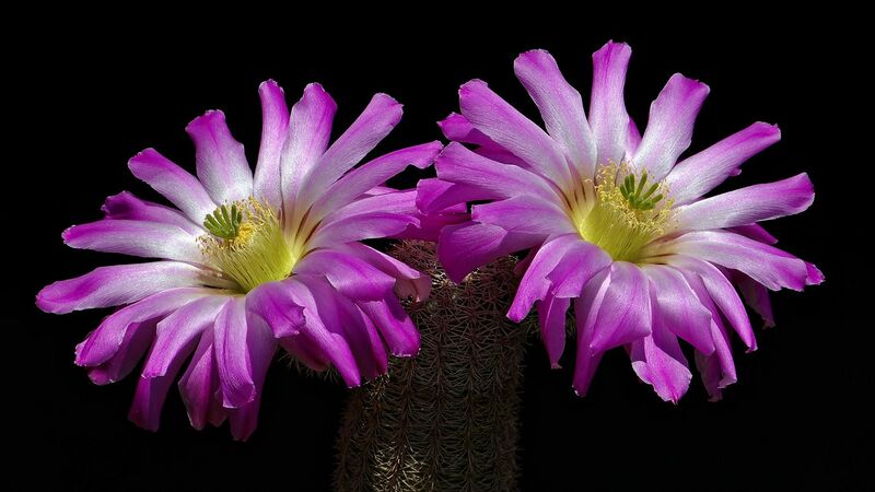 Fájl:Echinocereus sciurus subsp. floresii.SzigJ 01.jpg
