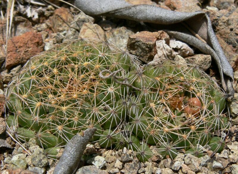 Fájl:Escobaria cubensis-001.jpg
