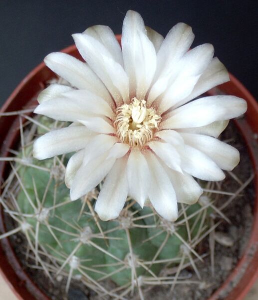Fájl:Gymnocalycium capillaense-002.jpg