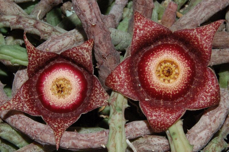Fájl:Orbeanthus hardyi-1.jpg