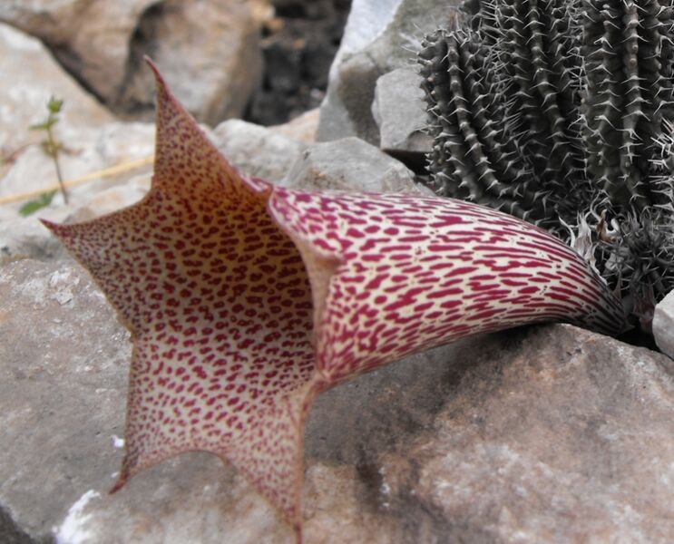 Fájl:Tavaresia barklyi-2.jpg