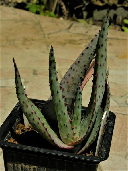 Fájl:Aloe conifera.SzandaR 01.jpg