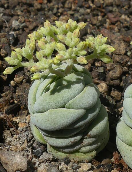 Fájl:Crassula alstonii.LZ 01.jpg