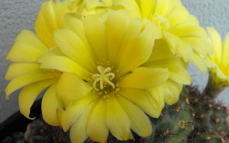 Fájl:Frailea pumila-001.jpg