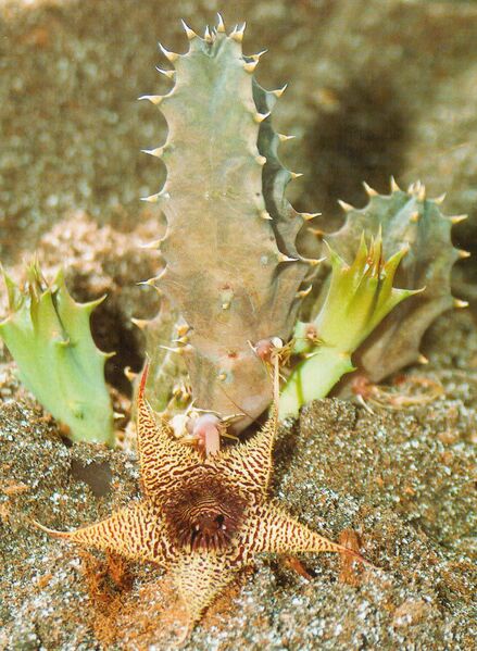 Fájl:Huernia stapelioides 1.jpg