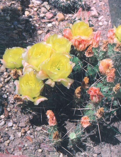 Fájl:Pozsgáslap 044-002.jpg