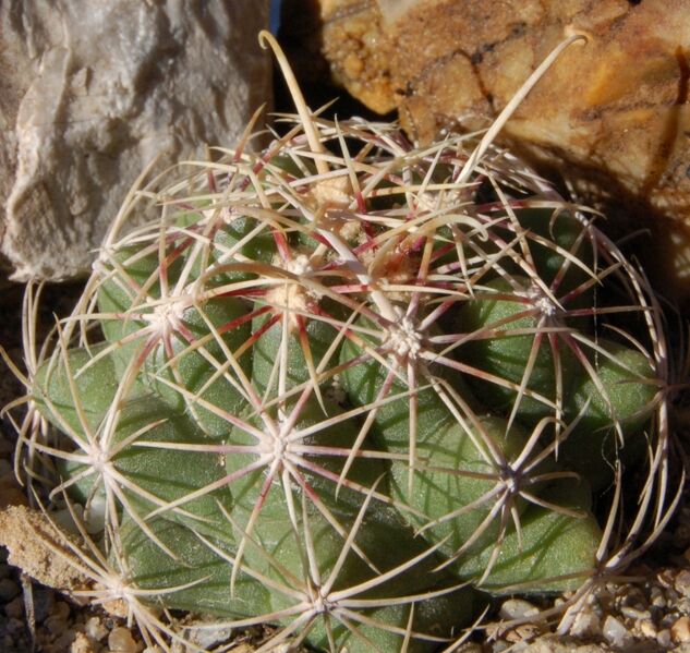 Fájl:Thelocactus heterochromus-1.jpg