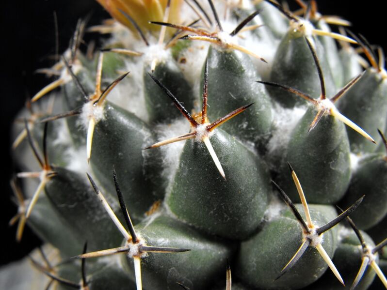 Fájl:Coryphantha maiz-tablasensis-002.jpg