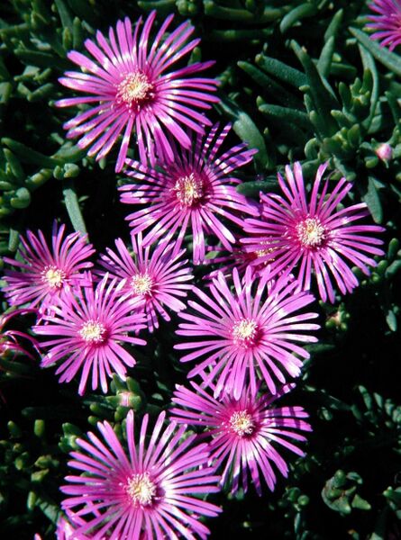 Fájl:Delosperma cooperi-000.jpg