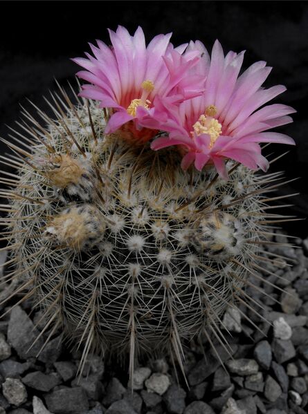 Fájl:Parodia mueller-melchersii gutierrezi-000.jpg