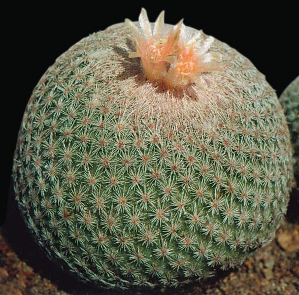 Fájl:Pozsgáslap 002-001.jpg