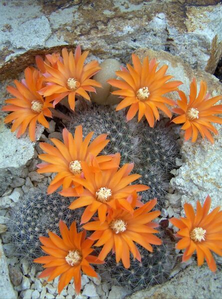 Fájl:Rebutia fiebrigii flavistyla-0.jpg