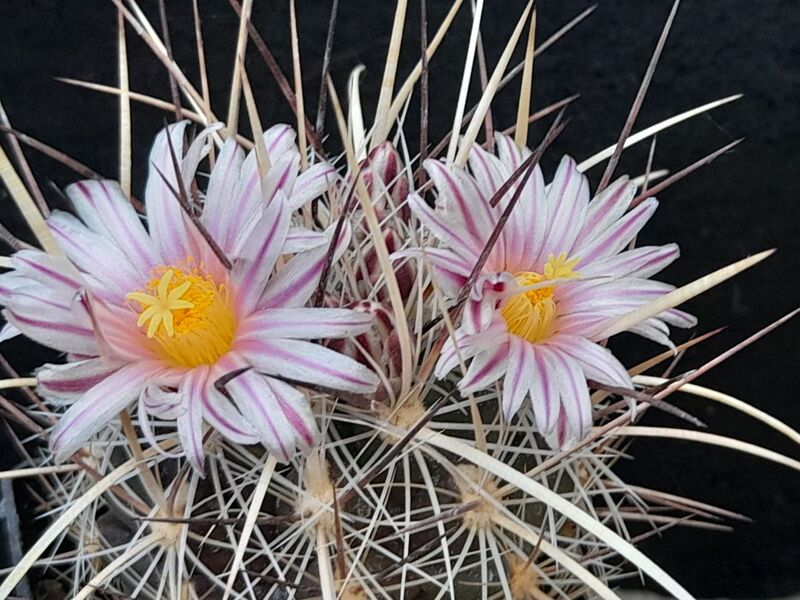 Fájl:Thelocactus lausserii.JCs 01.jpg
