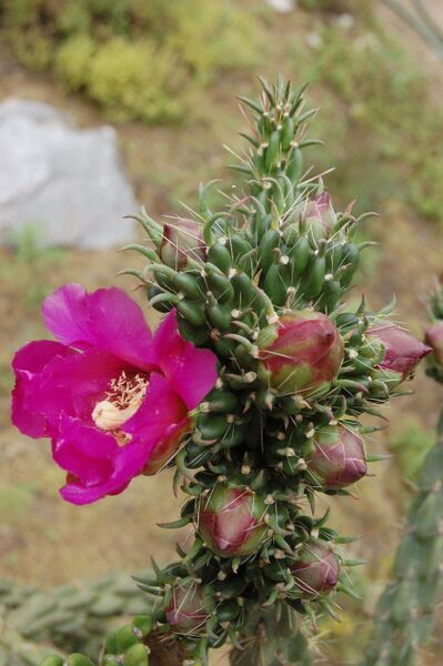 Fájl:Cylindropuntia imbricata.PL 01.jpg