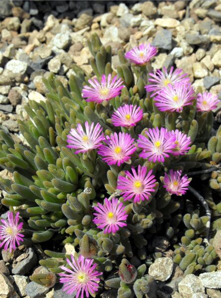 Fájl:Delosperma aberdeenense-000.jpg