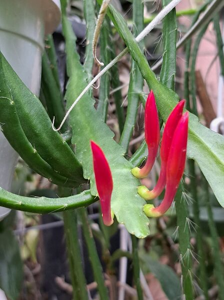 Fájl:Disocactus eichlamii.VZs 01.jpg