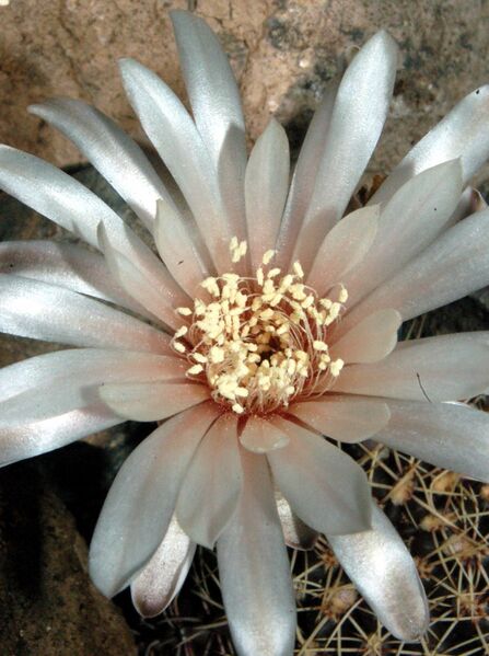 Fájl:Gymnocalycium schroederianum-002.jpg