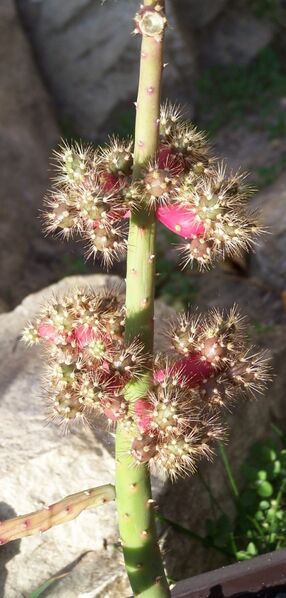 Fájl:Opuntia salmiana-2.jpg