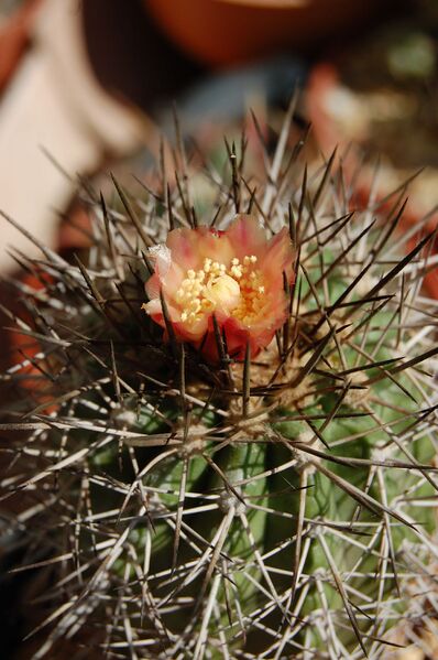 Fájl:Copiapoa desertorum.HL 01.jpg