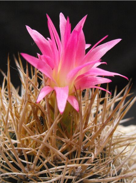 Fájl:Eriosyce senilis coimasensis-001.jpg