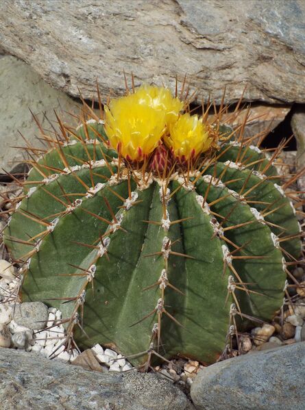 Fájl:Ferocactus schwarzii-000.jpg