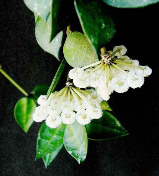 Fájl:Hoya lacunosa-001.jpg