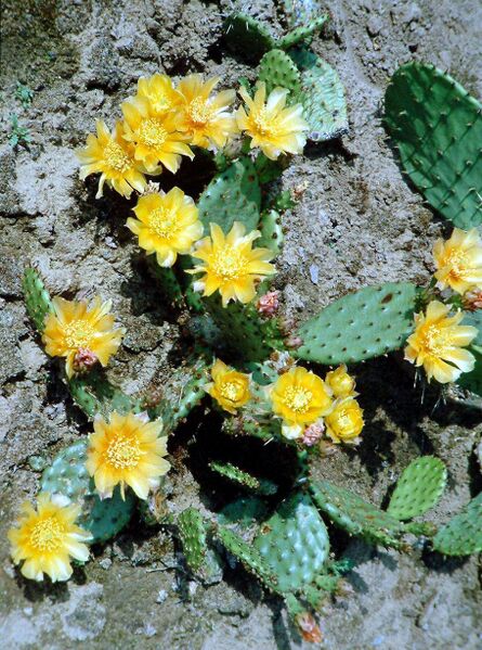 Fájl:Opuntia humifusa-0.jpg