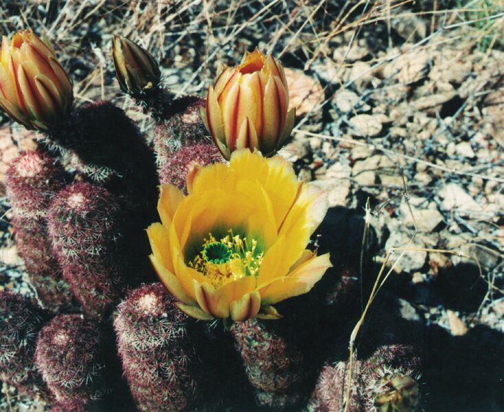 Fájl:Pozsgáslap 079-002.jpg