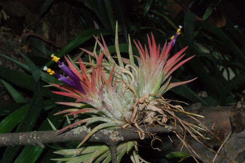 Fájl:Tillandsia ionantha.PL 01.jpg