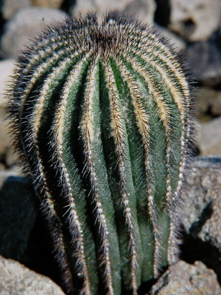 Fájl:Uebelmannia pectinifera pectinifera 02-1.jpg