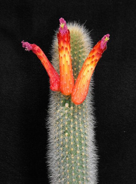 Fájl:Cleistocactus brookeae vulpis-cauda-000.jpg