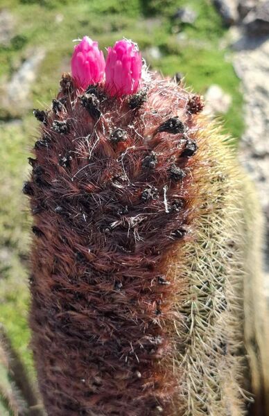 Fájl:Coleocephalocereus superbus.BJ 02.jpg