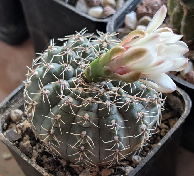Fájl:Gymnocalycium quehlianum gyz 01.jpg